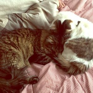 𝙲𝚊𝚝 𝙵𝚛𝚒𝚎𝚗𝚍𝚕𝚢 𝙲𝚕𝚘𝚜𝚎𝚝 ✨